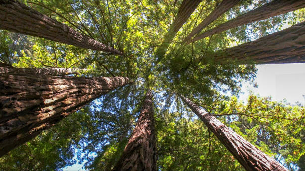 Tree Service Company in Jacksonwald, PA